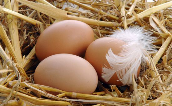 Органические яйца лидируют в продуктовом топе Швейцарии Органические яйца