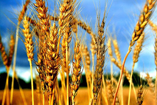 Площади под яровой пшеницей в Липецкой области в 2021 году увеличились в два раза яровая пшеница