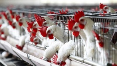 Россия расширяет географию поставок птицеводческой продукции птицеводческой продукции