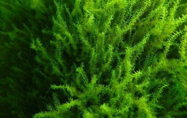 Цветение вредных водорослей может оставить мир без морепродуктов Цветение вредных водорослей